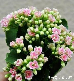 养长寿花，盆里埋上“1个它”，家家都有，不施肥，也花大色艳