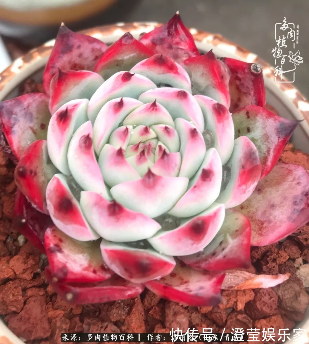 吉娃娃|我和我的“多肉恋人”,怎么样有没有惊艳到你!