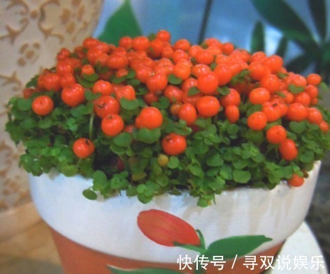 老妈去集市上逛的时候,买回来的盆栽,没想到结出来一个个红宝石