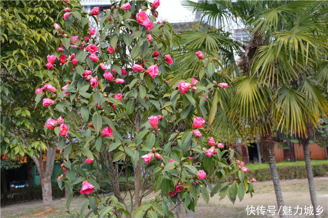 老年|贵州雷山：鲜花争奇斗艳 色彩艳丽县城