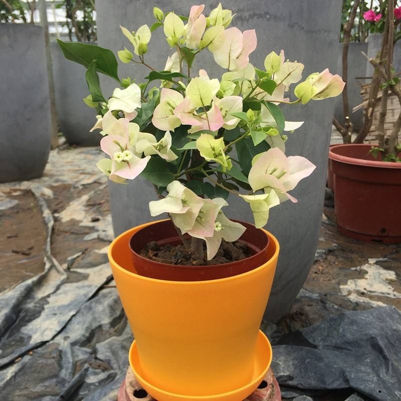 夏天养好三角梅并不难,教你花芽开满枝头!