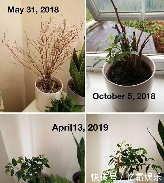 快枯死的绿植在大神手下起死回生,对比图超治愈又励志哇