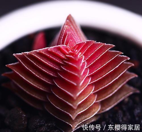 为您整理20款红色系多肉,热情奔放,总有一款是你迷恋的!