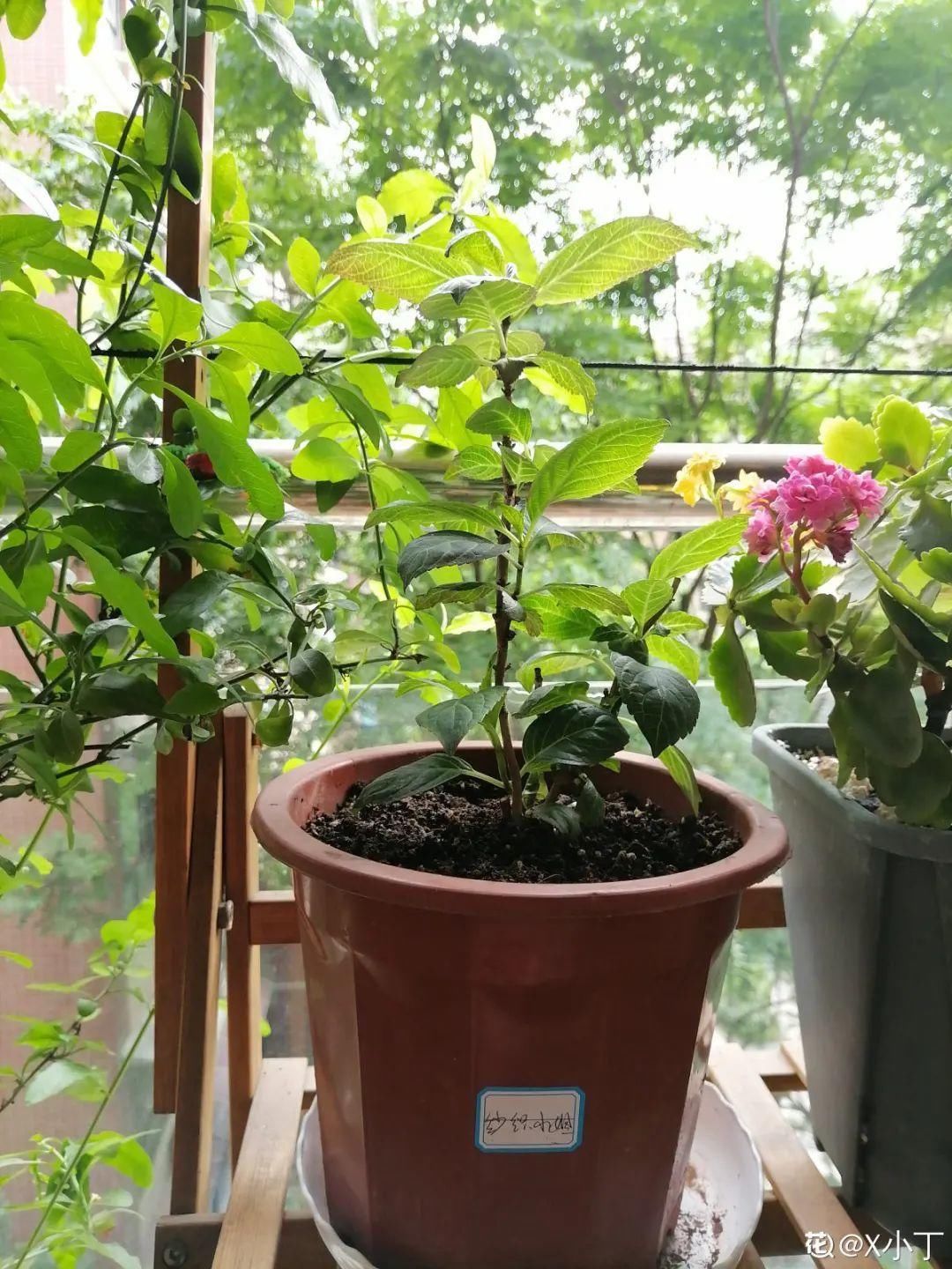 花手鞠|夏天扦插最好活，剪个枝条插土里，10天就生根