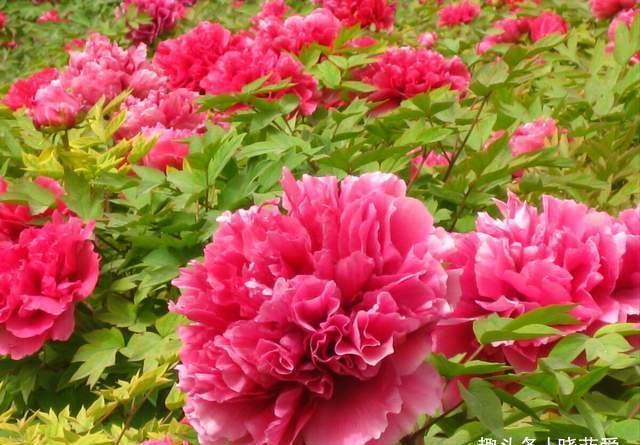 越养越金贵的“4种花”,能活上百年,老了就是“传家宝”