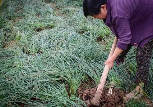 田中角荣|像葱又像蒜,北方很少人认识,出口日本成高端菜,被誉为菜中灵芝