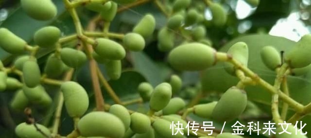 亚健康|此物滋养肝肾、充盛精血,退阴虚之火,生发黑发、明目,平血之压