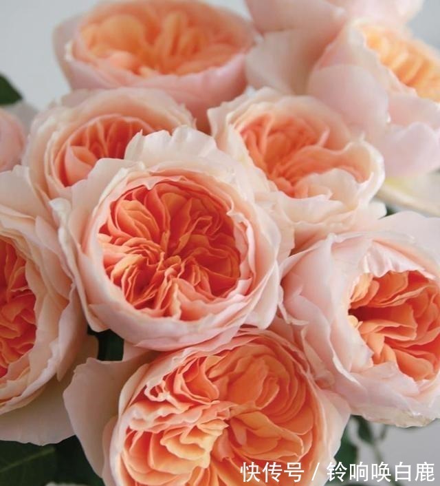 20款耐阴月季推荐,光线不充足也可以养好月季啦,花友鼎力推荐哟!