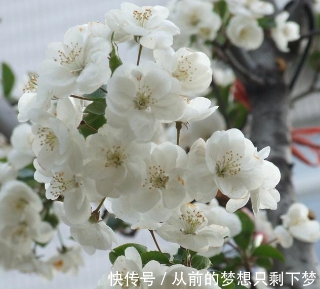 八棱海棠是美化风景的首选观赏树，有极高的观赏价值