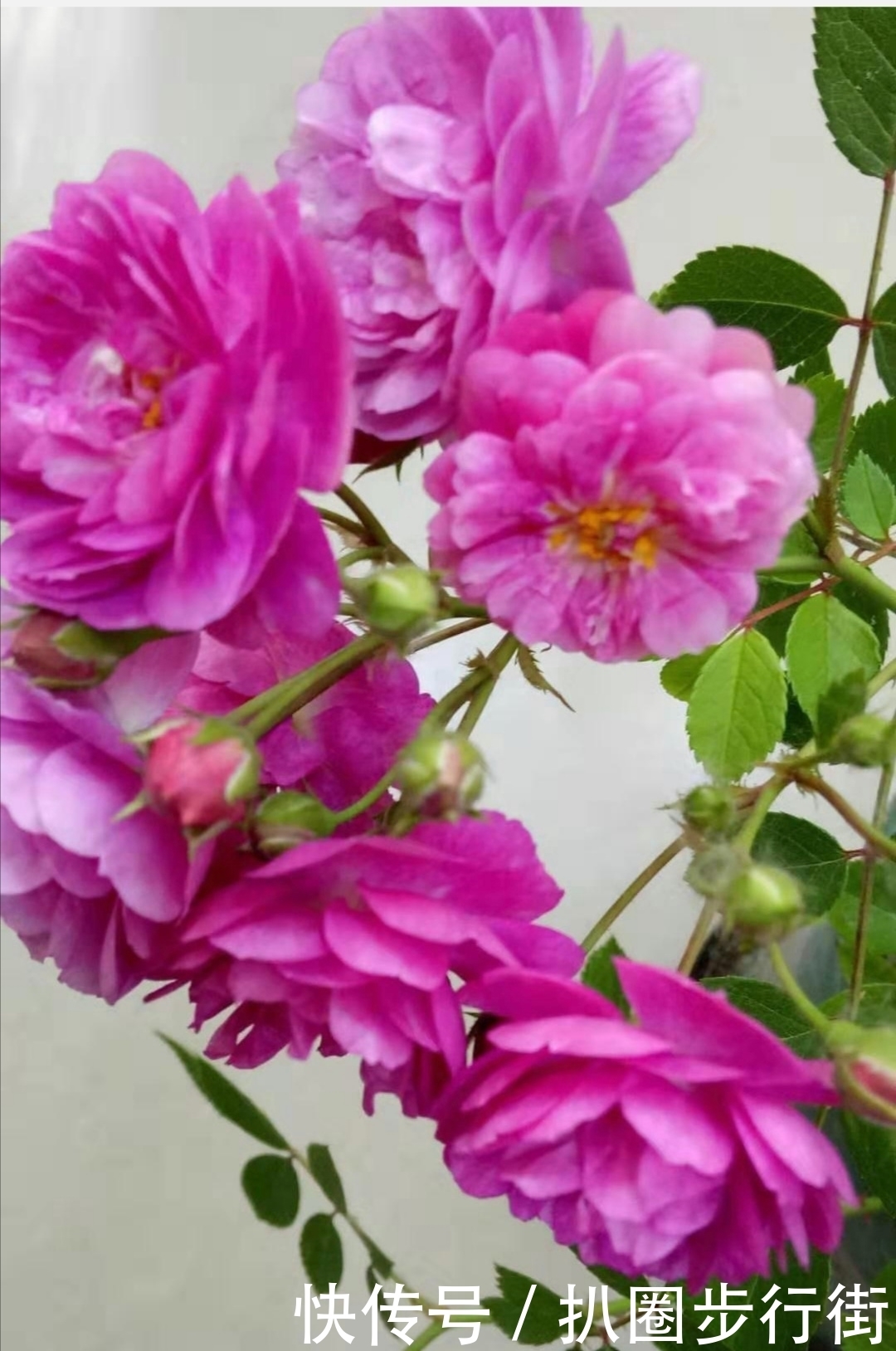 你的那些盆栽月季长得如何？