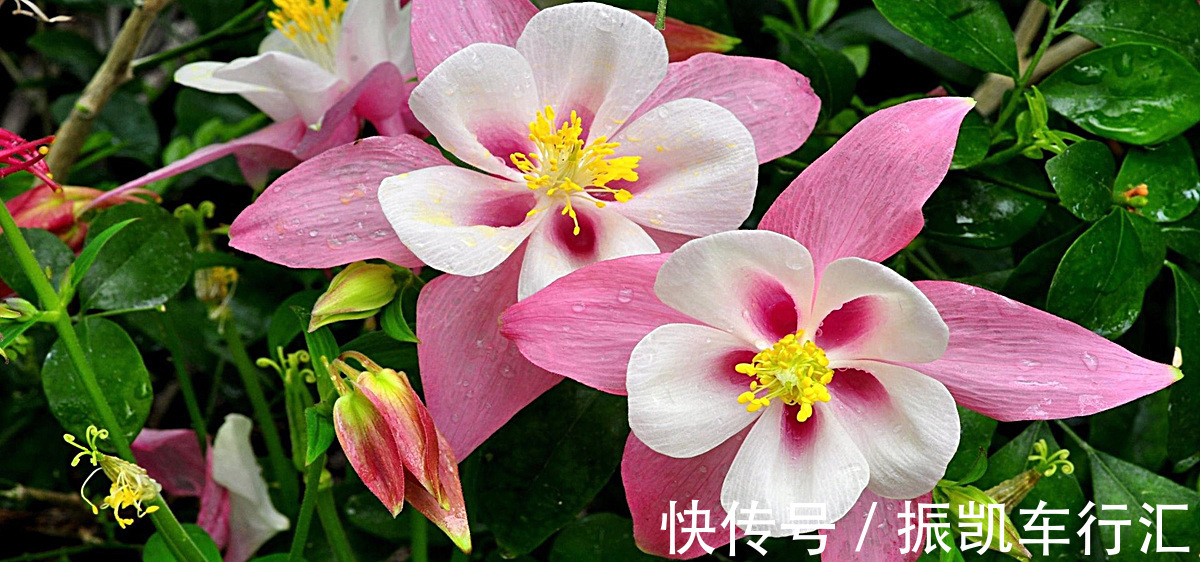此花有着非常可爱的外表,是只要胸怀希望,努力就会成功