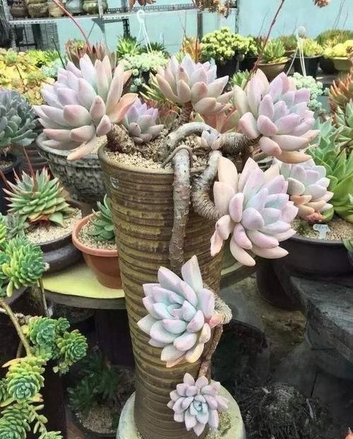 10年多肉大师的经验分享,做好一件事,多肉长成高价老桩