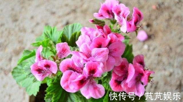 养花不用花钱,这3种花简单“扦插”,没几天就生根发芽,爱开花