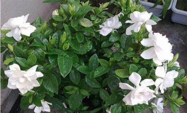 花苞|栀子花不开花怕啥,顺着“暴脾气”,随后爆花苞,一茬又一茬