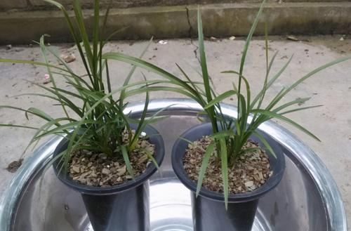 肥力|作为养花人，有机会就多收集些它们，看着不起眼却全是好东西