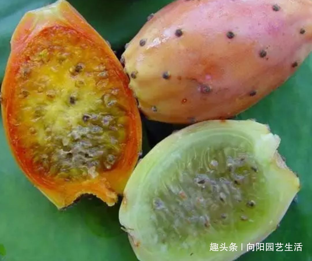 50年的仙人掌,长成了“老古董”,霸气侧漏,年年开花结果子