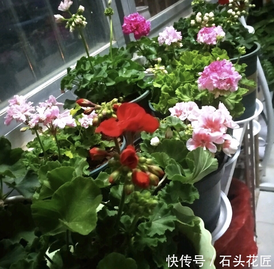  开花|12月天竺葵进入“盛花期”，养护记住“3多1少”，开花多又密