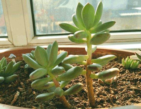 多肉徒长太难看，别急，1分种教你变“群生”和“老桩”！