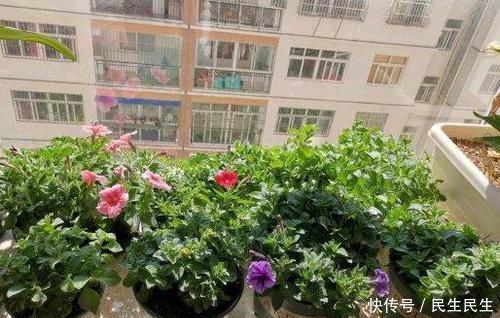 阳台杂乱无章又狭窄,不如盆栽这些花卉植物,美得如同花海仙境