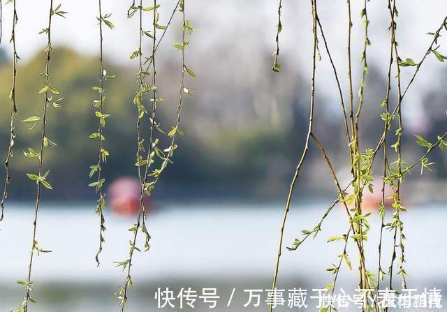 生命力&贺知章笔下最美春天,短短四句都是千古名句,结尾更千年无人能越