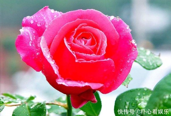 光照|阳台小 选此款花卉,热不死还疯狂开花,让阳台呼呼爆成百花园