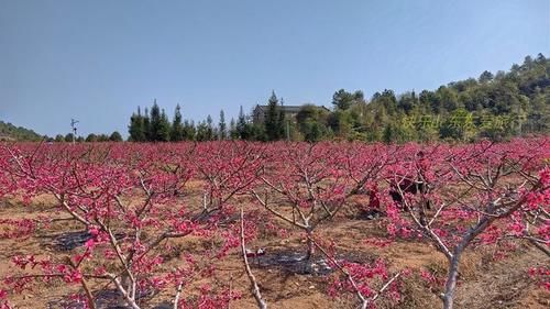 中年|春暖百花开，赏花正当时，蕉岭广福鹰嘴桃花吸引众多游客前往观赏