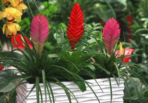 几种花卉美过玫瑰,一年四季花开不停,花香四溢,开满阳台