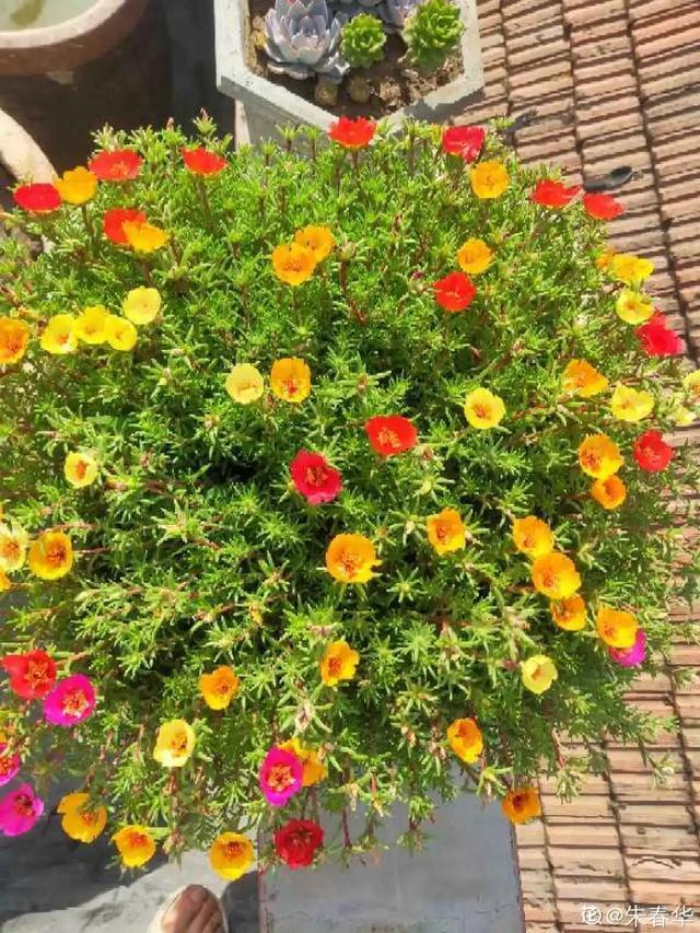 想要家里四季花开，这20种花，连续能开300天，完全不歇气