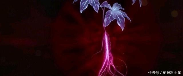 斗罗大陆都有哪些仙品药草竟全归唐三所有比比东要看哭了!