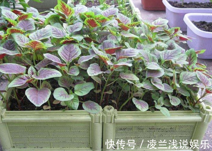 苋菜可以种到阳台上?看看别人都是怎么种的,收割一茬又一茬!