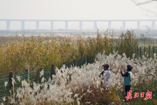 候鸟|周末，到府河湿地看候鸟晒太阳