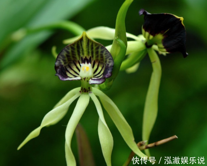 浇水|兰花夏天怎么养教你3个养护小妙招,兰花安然度夏,叶子不发黄