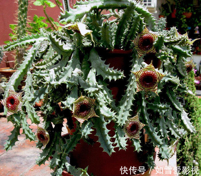 植株|养这几种花太省事了,放在阳台晒太阳,少浇水还能开花