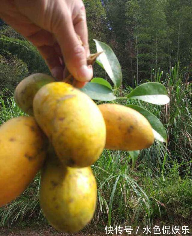 女性|女性不想子宫早衰，晚上当零食吃几个，保养卵巢，更显年轻