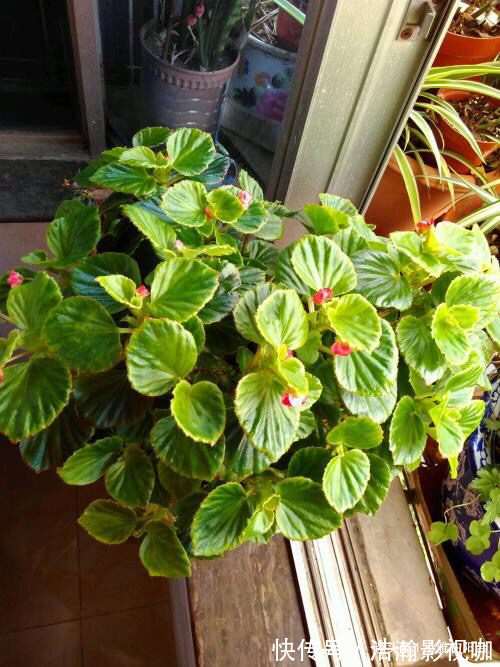 养四季海棠，摘1枝“水培”，20天就生根，漂亮的花儿四季开不停