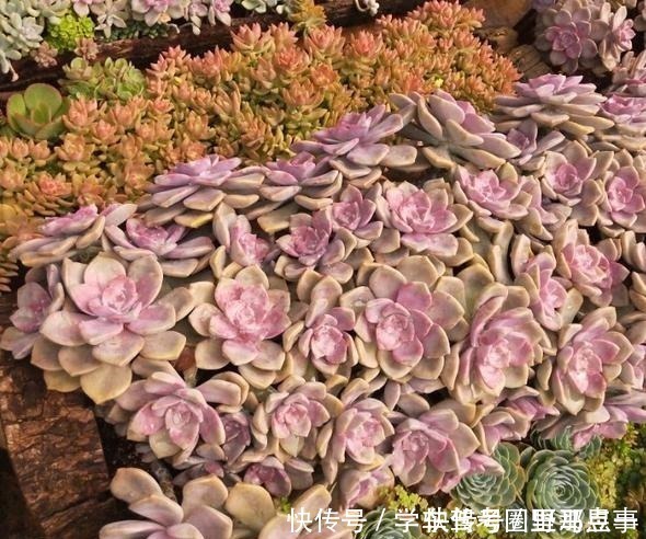 光照|以树干为花盆，可以把紫乐养出“一面墙”，感兴趣可以试试！