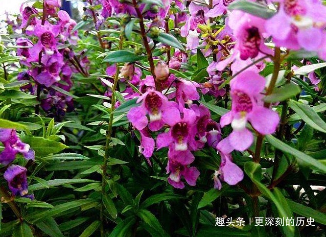 此花花姿别致,盛开时绚丽的花朵宛如彩雀翩翩起舞,格外惹人喜爱