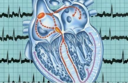 心肌$达芬奇曾画出心脏细微结构图,如今专家分析25万张图像才找到