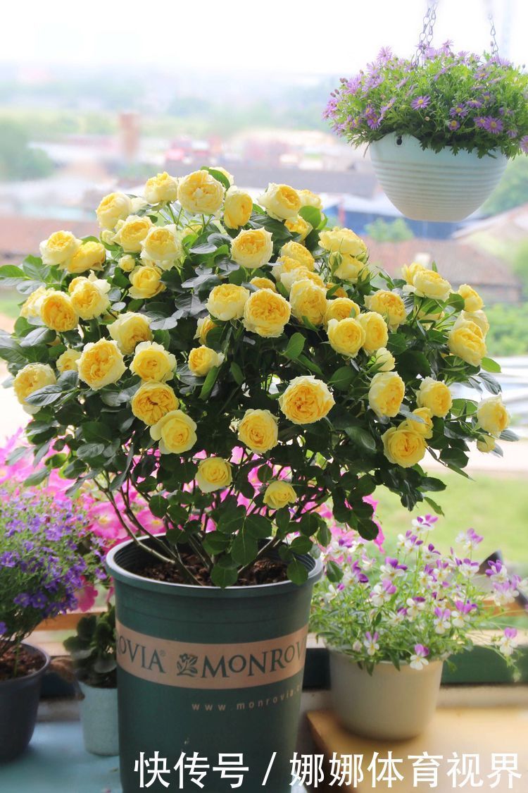 大花耧斗菜|超耐旱好养的花，浇水越多长得越快，漂亮又好闻，花姿妖娆