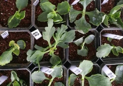 学会这些小技巧,养花扦插将成“小事一桩”