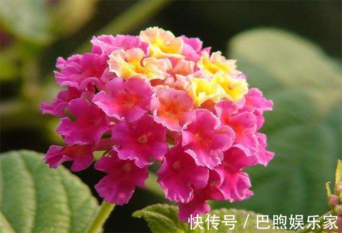 农村没人要的稻壳是养花神器，抓一把撒盆里，立马开出拳头大的花