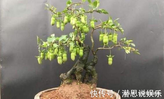 居家养棵树，旺财又福寿，1月不浇水，也能长，还越养越“值钱”