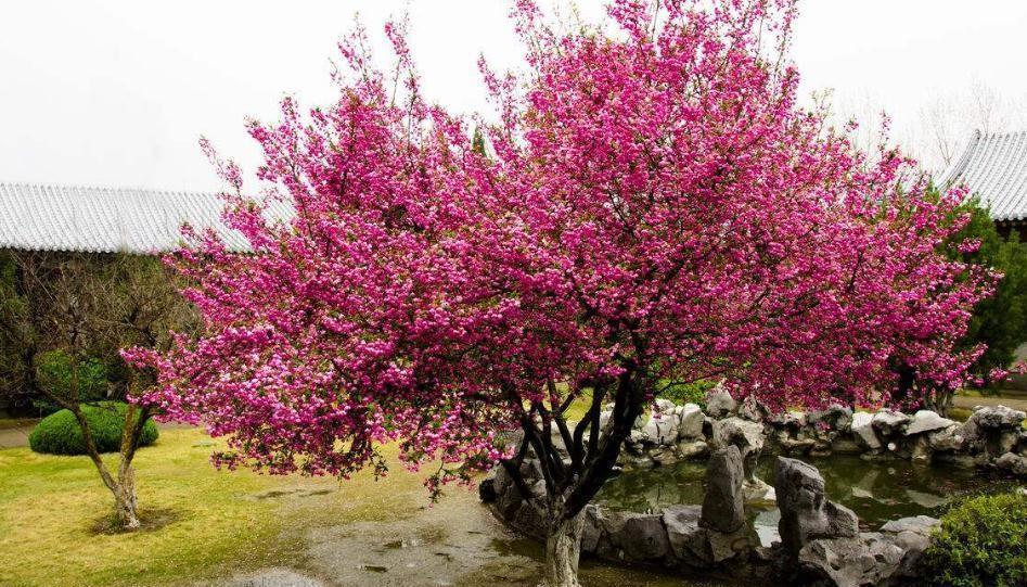 古代|5种吉利花，是古代人的“富贵花”，能活几百年，富贵又吉利
