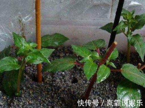 养花|立冬要来了,3种植物赶紧“扦插”,插上就活,错过等一年!