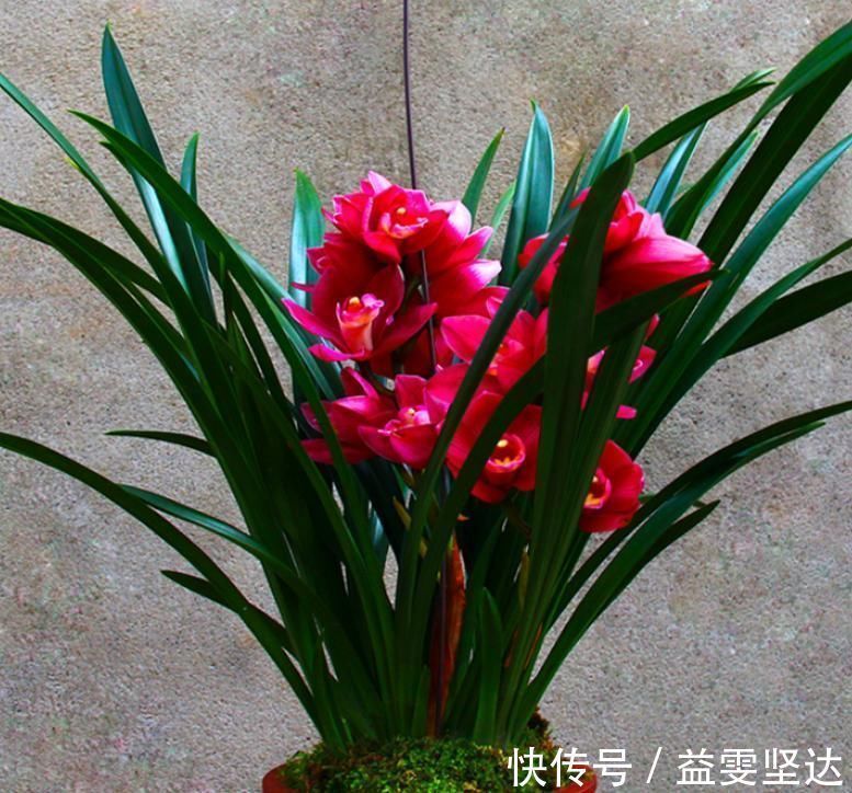 养兰首选“大将军”，花色艳丽，香气雅致，格局大方，新手也能养