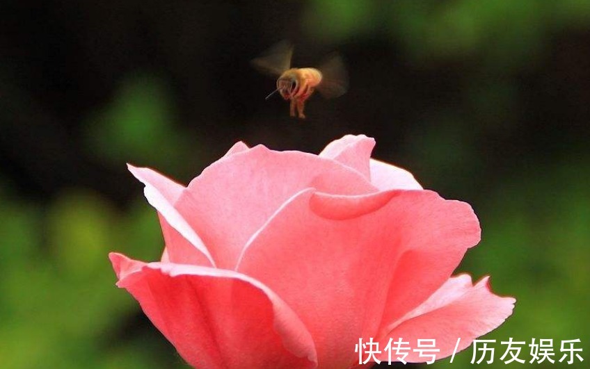 月季花,养护不难,但也需要掌握细节,真正掌握后,开花爆盆!