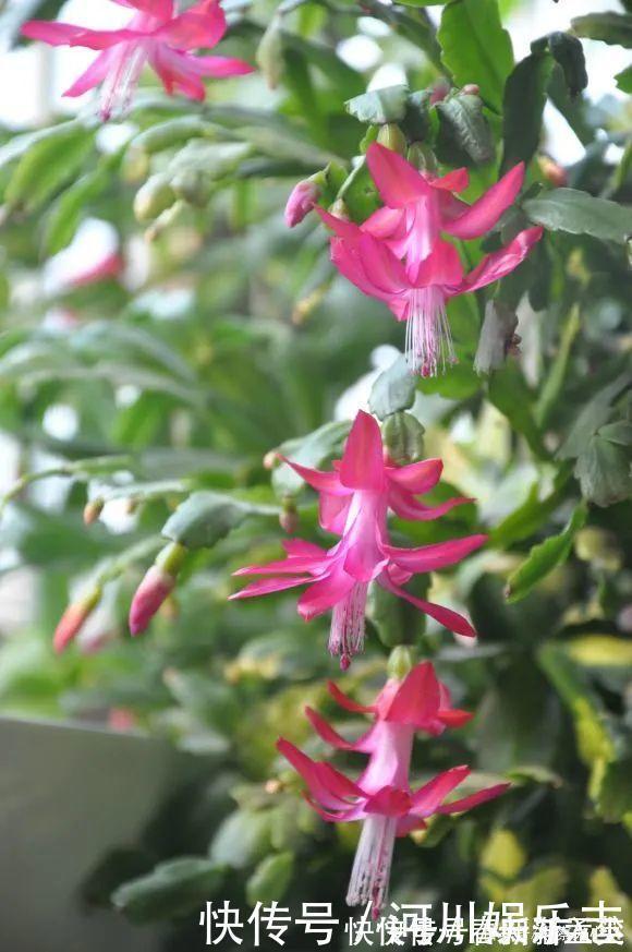 路上遇这“三种花”马上挖回家,遇水易疯长,古代大户人家最爱养