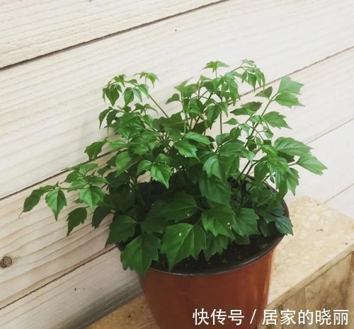盆栽|盆栽幸福树掉叶枯叶的三大原因,教你辨别和挽救它