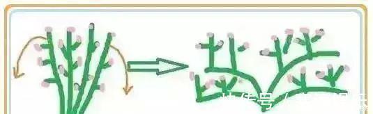 养花要“七分管、三分剪”,花卉如何修剪你一定要懂