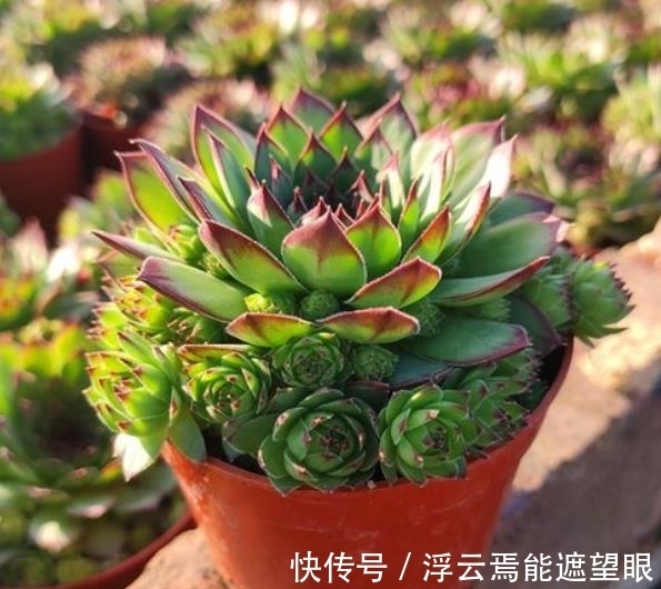 冬天担心多肉被冻伤?试试这3款,冻一冻长满盆,颜色迷人惹人爱